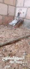  2 جوز جلوفت قراقطه
