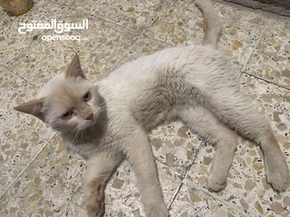  2 قطط هملاية