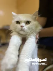  2 بزونه شيرازيه