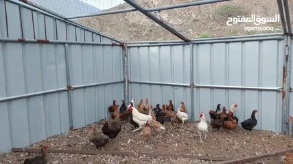  5 دجاج محلي بياض إقرأ التفاصيل