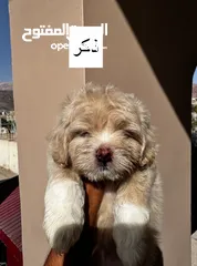  1 جراء فرينش تيرير للبيع