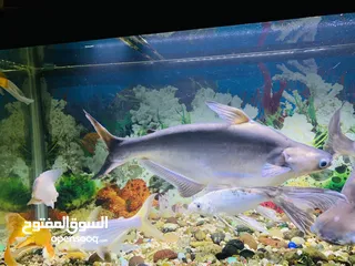  8 For Sale: 2 Large Shark Catfish