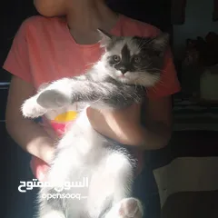  2 قطط نوع شيرازي إناث كيتن للبيع عمر شهرين فقط