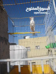  3 كنار ليبيع