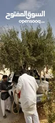  12 اشجار زيتون ونخيل عربي واشنطني