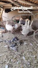  2 وز عدد 7 الكرك القصر