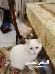  2 قطط شيرازي للتبني