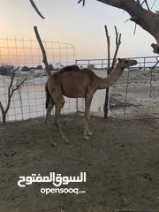  2 بكرة للبيع