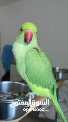  1 ببغاء الدرة أليف مع القفص Ringneck parrot
