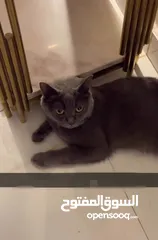  2 قط للبيع بريطاني
