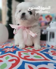  4 مني بيكنواه Xs الحجم القصير بيور