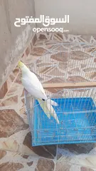  2 انثي كوكتيل الاتينو