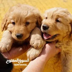  1 جـــــــراء جولدن مستوى عـــــالي ومميزه للعائله