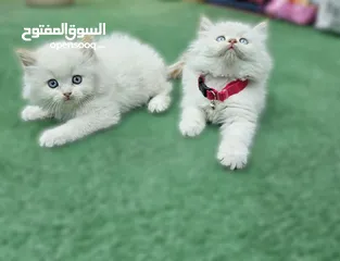  11 همالايا اقرا الوصف