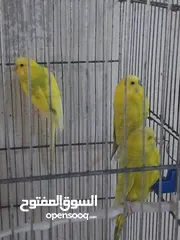  1 متوفر اربع طيور حب بسعر حرق اقرأ الوصف  ااااااااااااااااااااااااااااااااااااااااااااااااااااااا