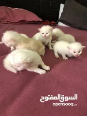  6 Cat baby Persian