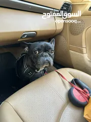  5 French Bulldog