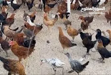  2 للبيع دجاج عماني العمر2 شهر و 20 يوم   الحبه ع ريال