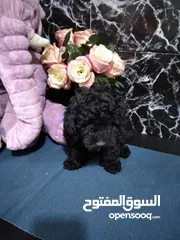  4 جراء توي بودل