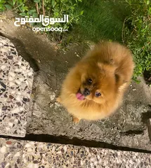  4 بو للبيع بغداد اليرموك