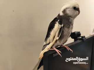  2 2 FULLY TAMED YOUNG COCKATIELS MALE AND FEMALE