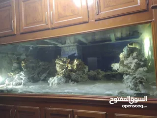  12 حوض سمك بحري حجم ضخم جدا جدا 240X100x100 إرتفاع الحوض مع البوفيه 270 مع كامل اجهزتو