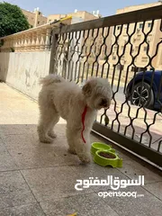  6 كلب زينه   بعمر ال 8 اشهر هادء جداااااا