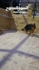  5 كلبه جيرمن شيبرد كسحه و شعر طول العمر 8 أشهر بصحه ممتازه