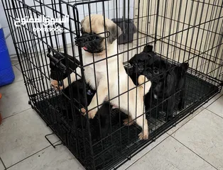  4 Pug Puppies Dubai-UAE