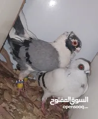  11 حمام جواز بصلات على نبي الحبه ب دينارين واغلبو تحتيو فراخ وبيض