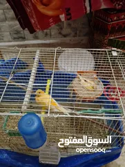  7 عصافير كنتر مفتلات وشغلات