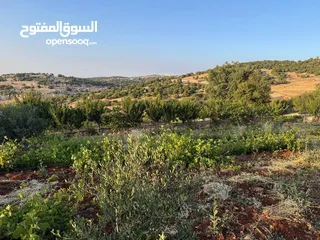 6 مزرعة في عجلون رأس منيف للبيع
