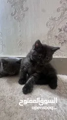  1 Adorable Baby Kittens