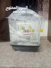  2 جوز حب مع 3 فراخ و اقفاص 2