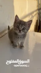  1 قطط صغيرة عمر 3 أشهر عدد 6 للبيع