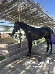  5 خيل عربي خصي ابن الرشيم