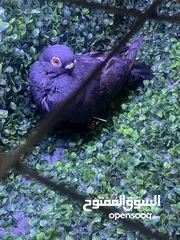  1 فحل بولندي السود طير مطير