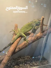  2 اغوانا الخضراء green iguana