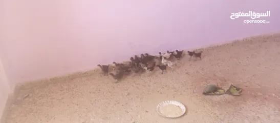  3 صيصان بلدي