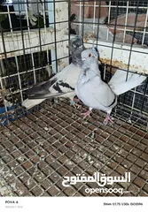  27 حمام نخب الماني جواز وفردات