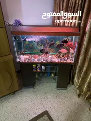  22 حوض سمك اوسكر كامل اغراضو للبيع