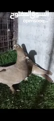  3 عشر جواز للبيع