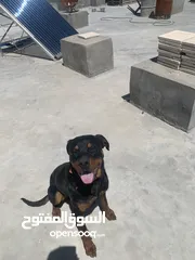  3 كلب روت واير عمر 9 شهور