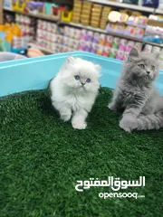  2 قطط سكوتش فولد وهملايا دباديب صغار