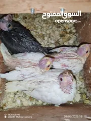  7 فراخ درة وفراخ كوكتيل للزق اليدوي