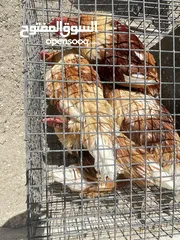  6 ديوك لوهمان للبيع