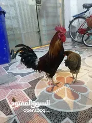  4 دجاجة وديج شمسي خشنات صاحيات مال بيت السعر 50