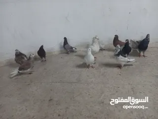  4 حمام مالطي جامبو البيع كوم بسعر حرق