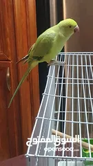  6 طيره دره جاهزه شبه أليفه