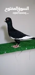  8 اجواز مسويد